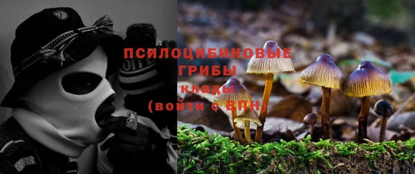 прущие грибы Баксан